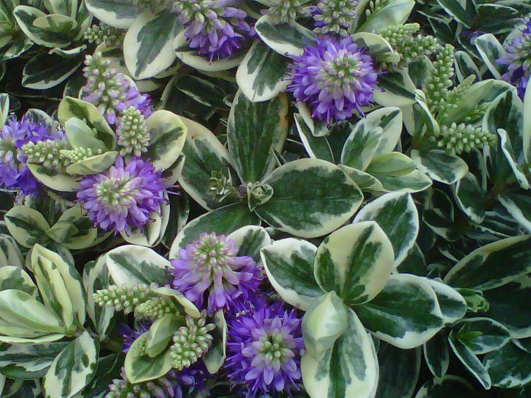 Sanap Florile violete puzzle online