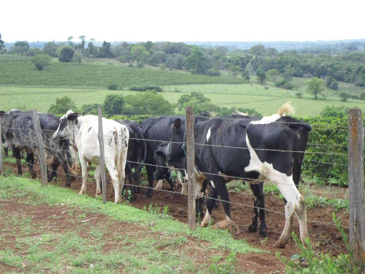 Корова хочет перепрыгнуть через забор онлайн-пазл