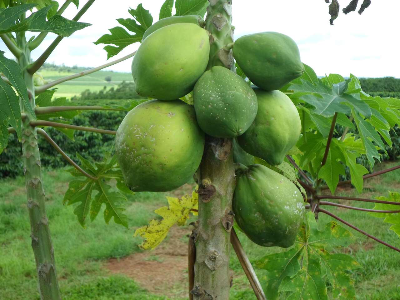 bunch of papayas online puzzle