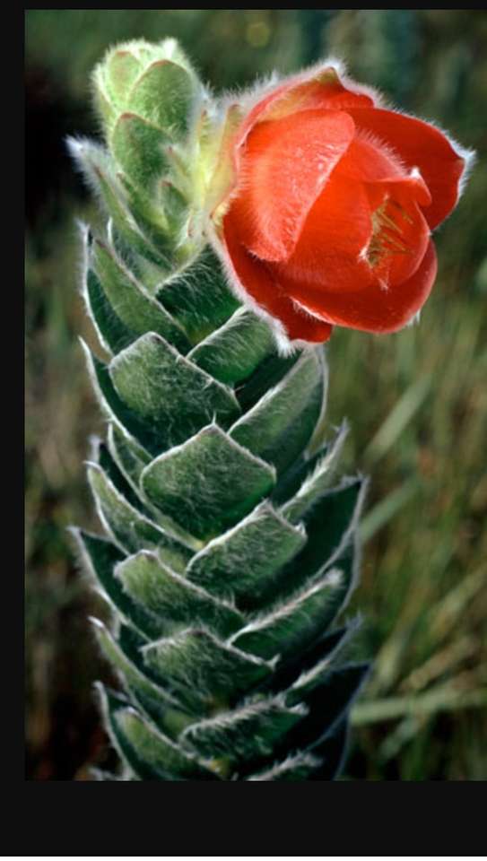 Rosa de pantano encontrada en kogelberg puzzle online a partir de foto