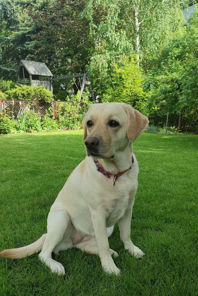 Labrador puzzle online from photo