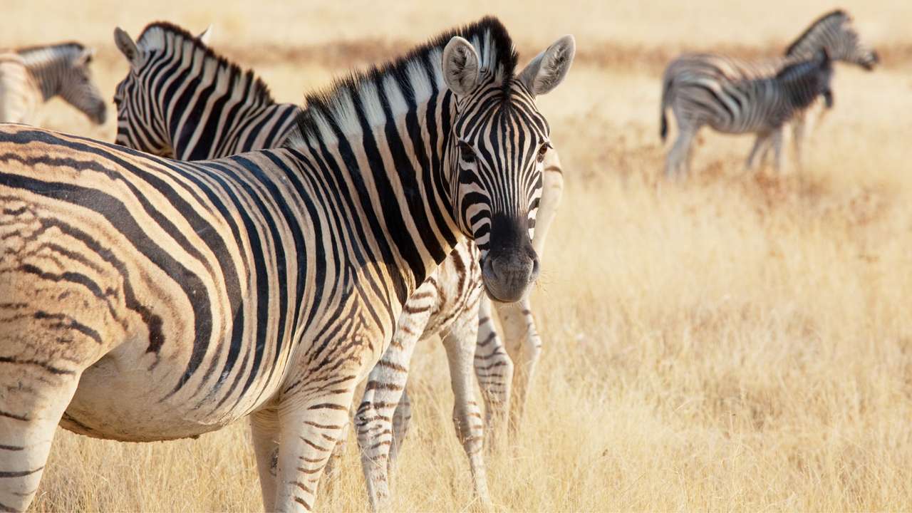 Зебри в саваната онлайн пъзел