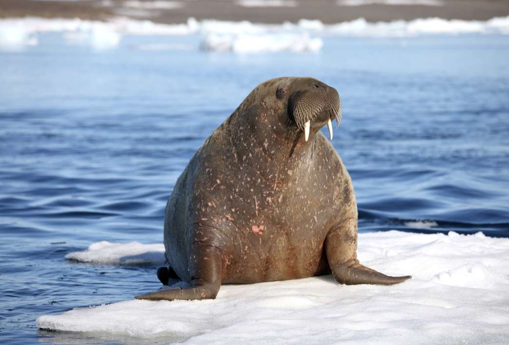 Walrus puzzle puzzle online from photo