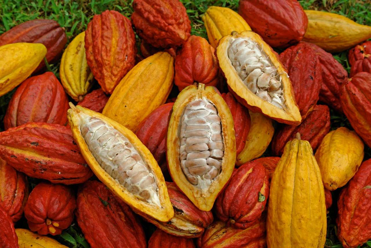 Какао-бобы пазл онлайн из фото