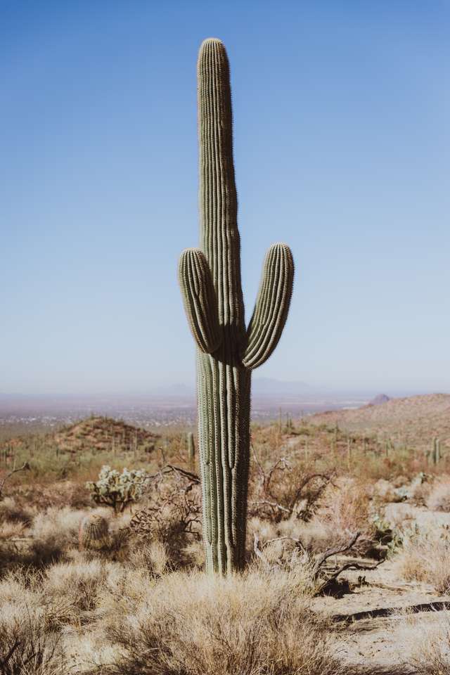 Woestijn-cactus puzzel online van foto