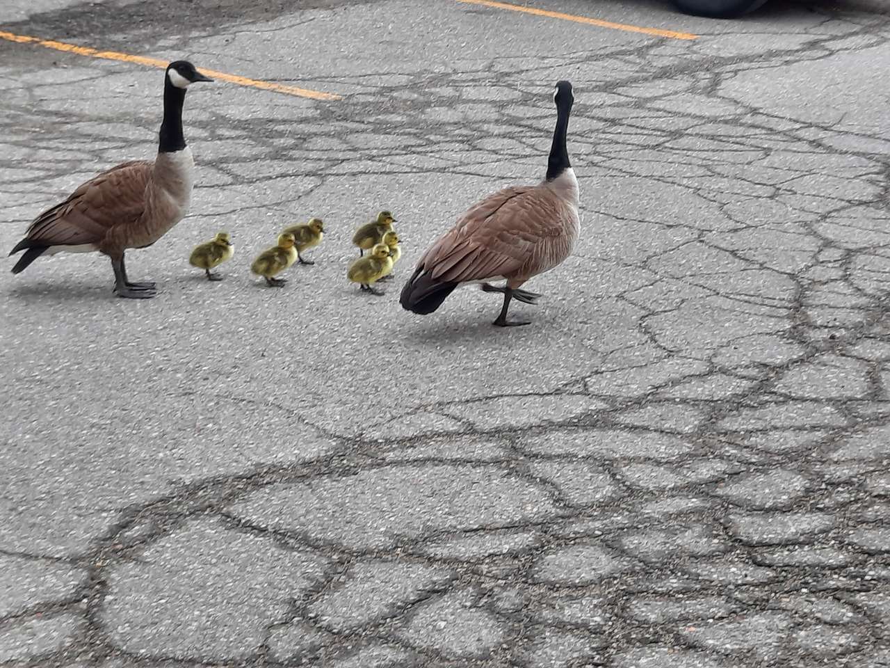 Una familia de gansos puzzle online a partir de foto