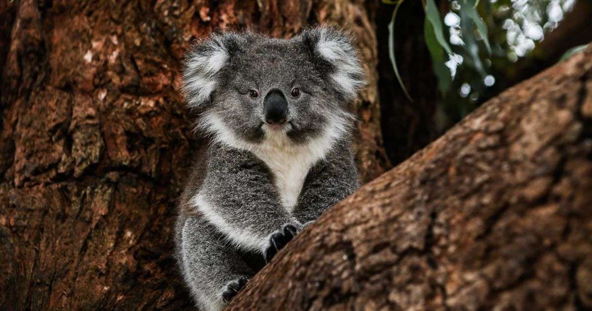 Koala az erdőben puzzle online fotóról