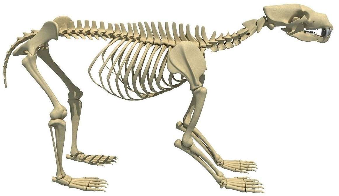 Bear Skeleton online puzzle
