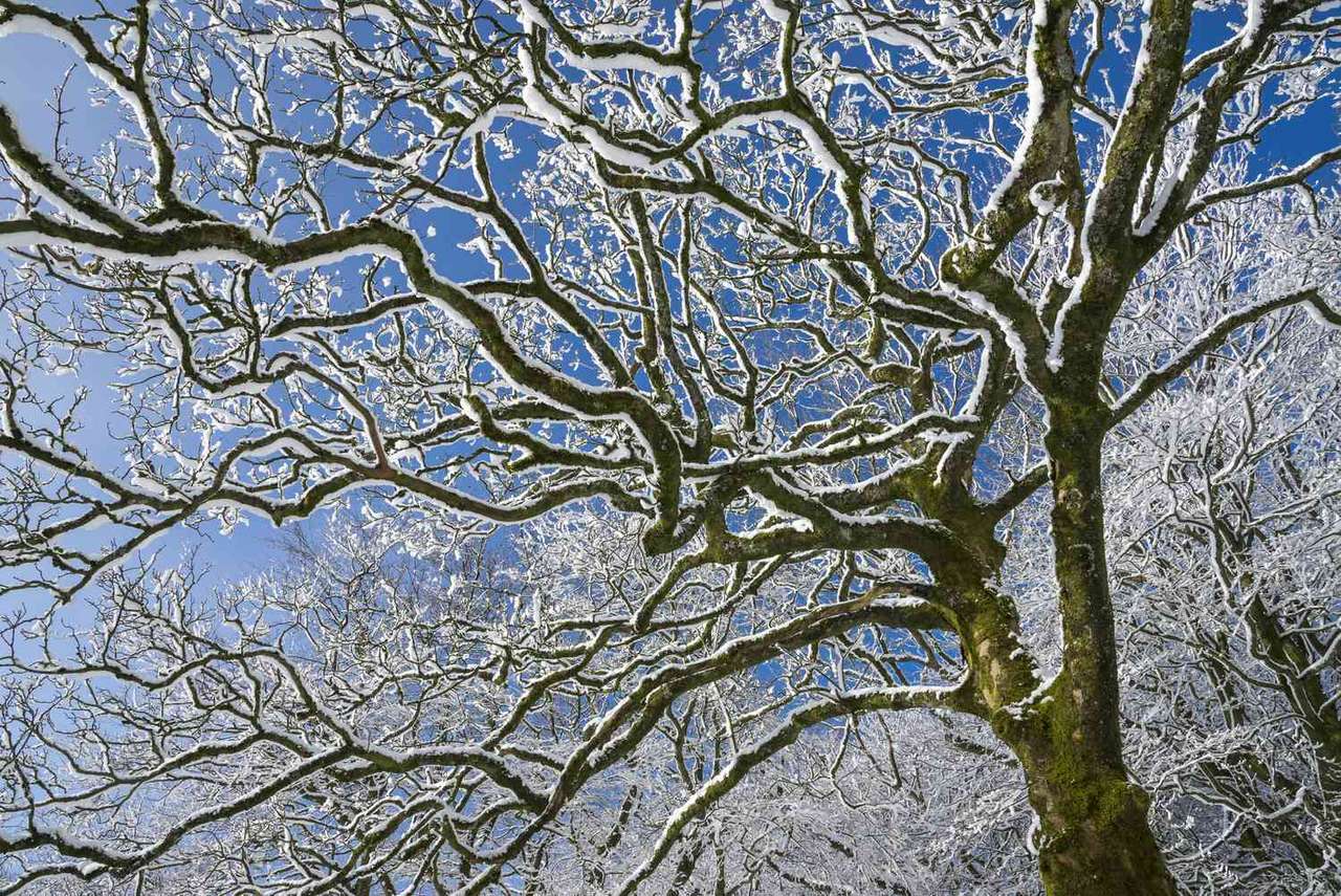 дерево зима онлайн пазл