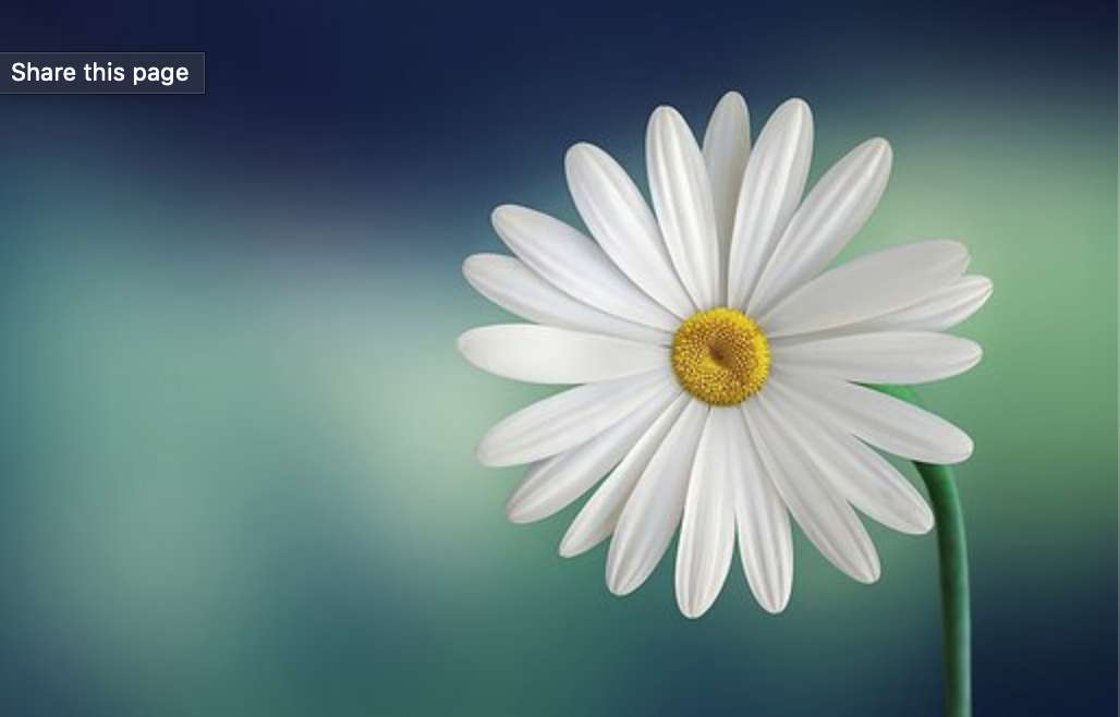 bel fiore puzzle online da foto