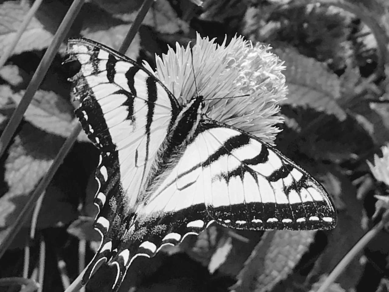 Papillon sur la ciboulette puzzle en ligne à partir d'une photo