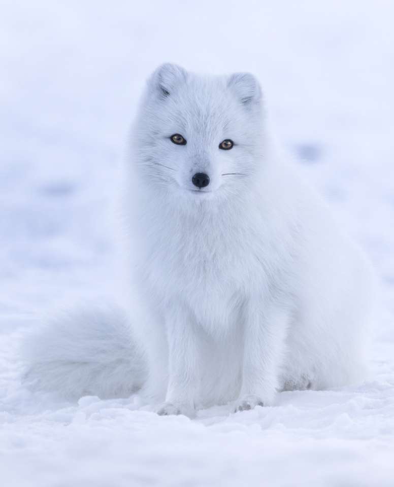 Αρκτική αλεπού online παζλ
