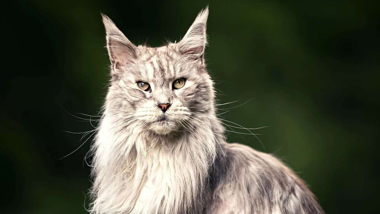 maine coon puzzle online from photo