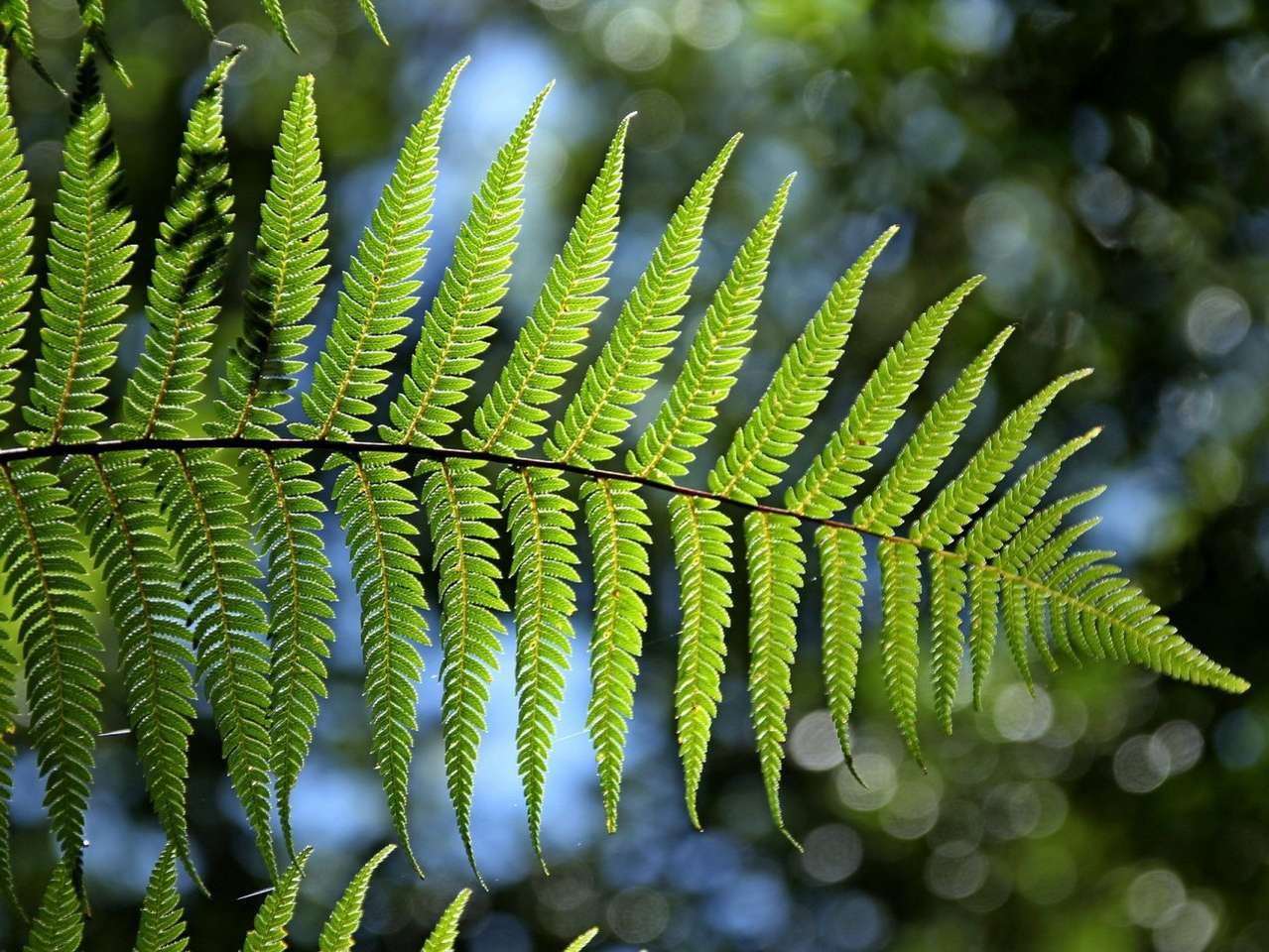 Fern plant puzzle online from photo