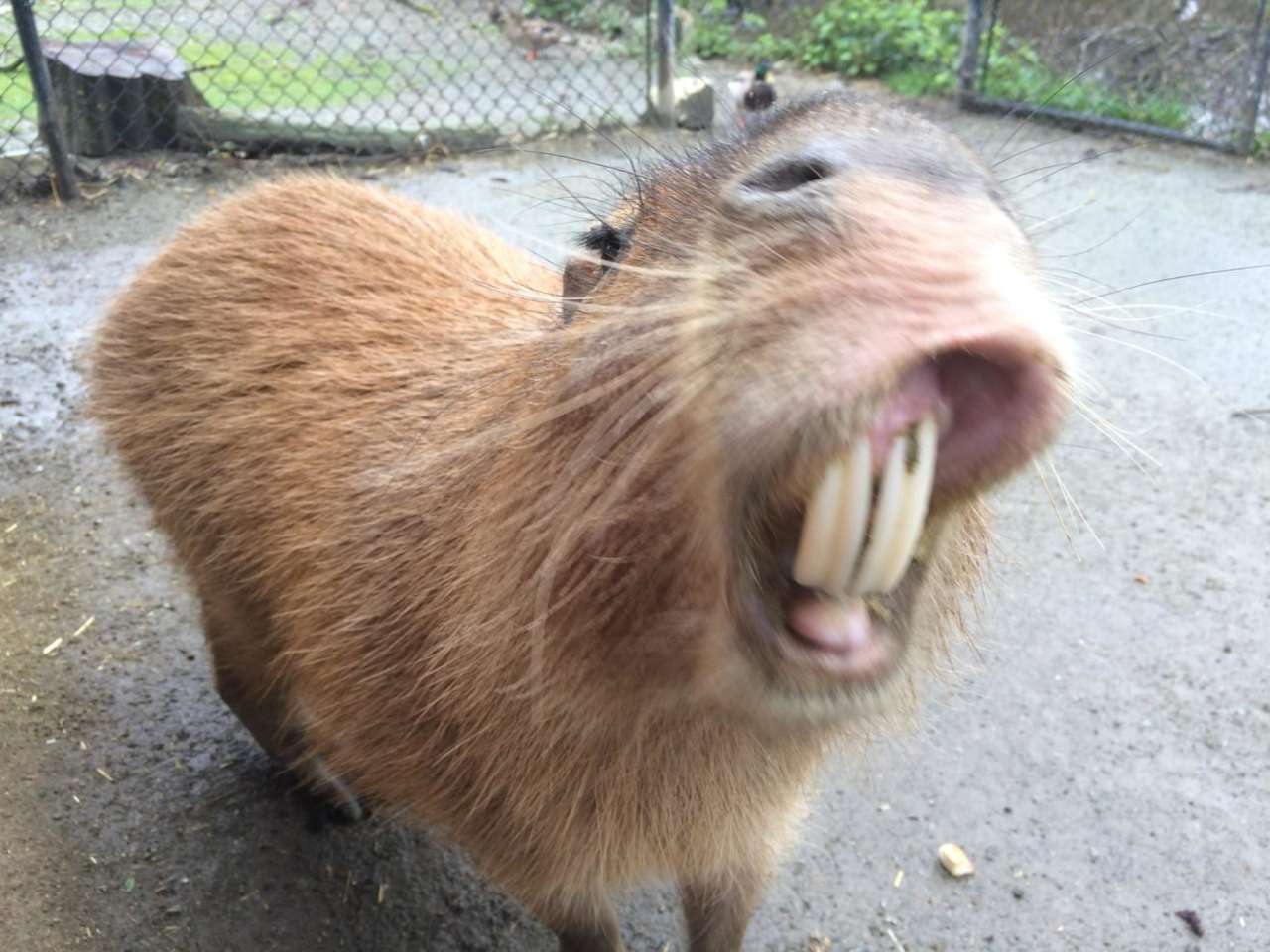 kapybara online puzzle