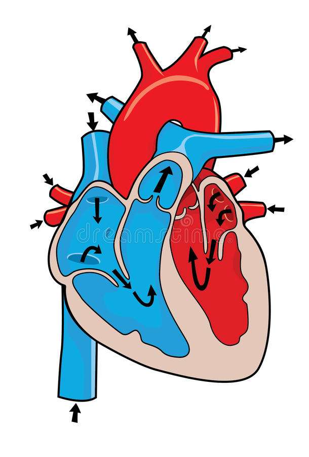 Серцево-судинна система онлайн пазл