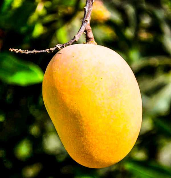 Mango pussel Pussel online