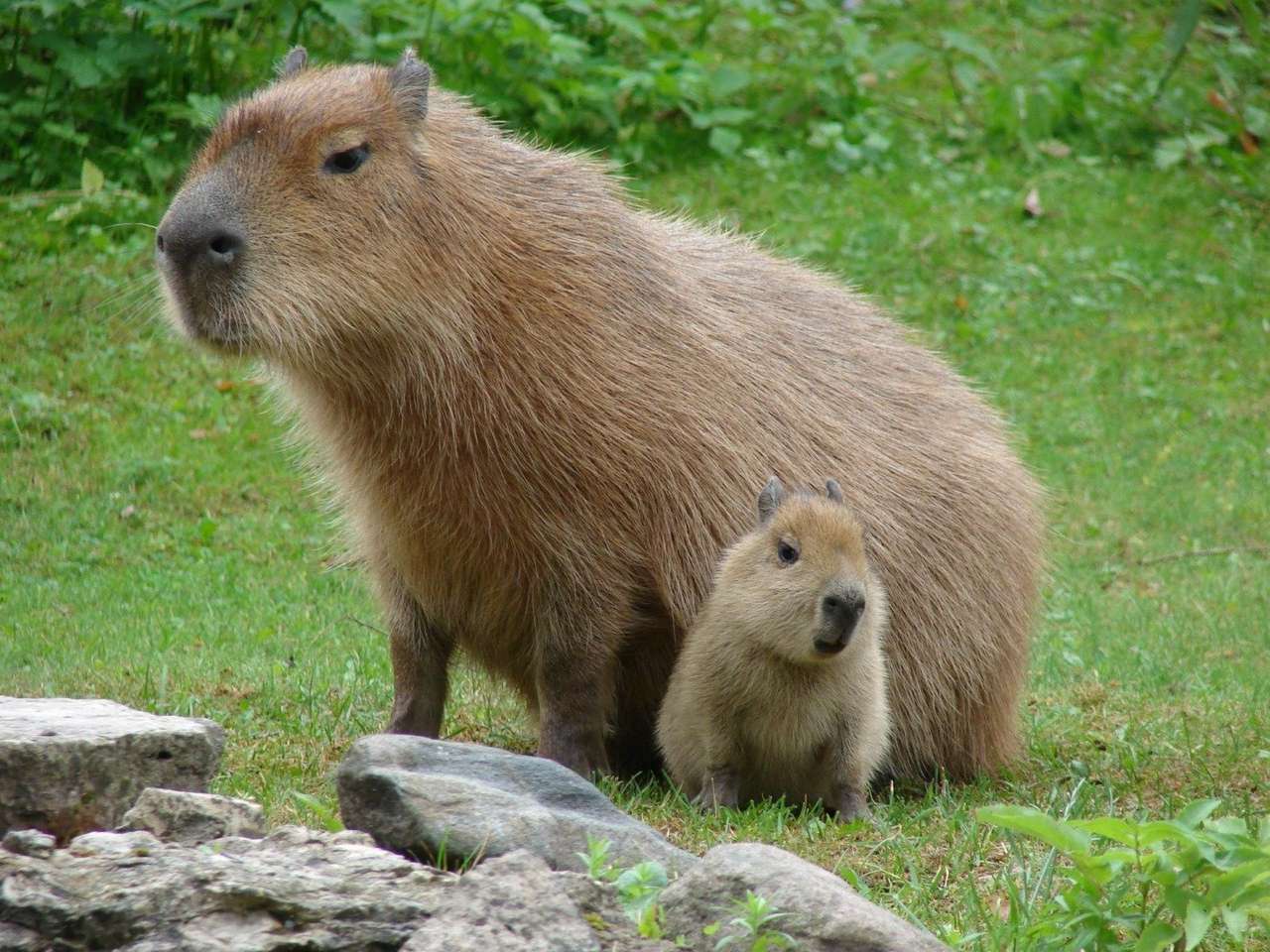 capybara παζλ online από φωτογραφία