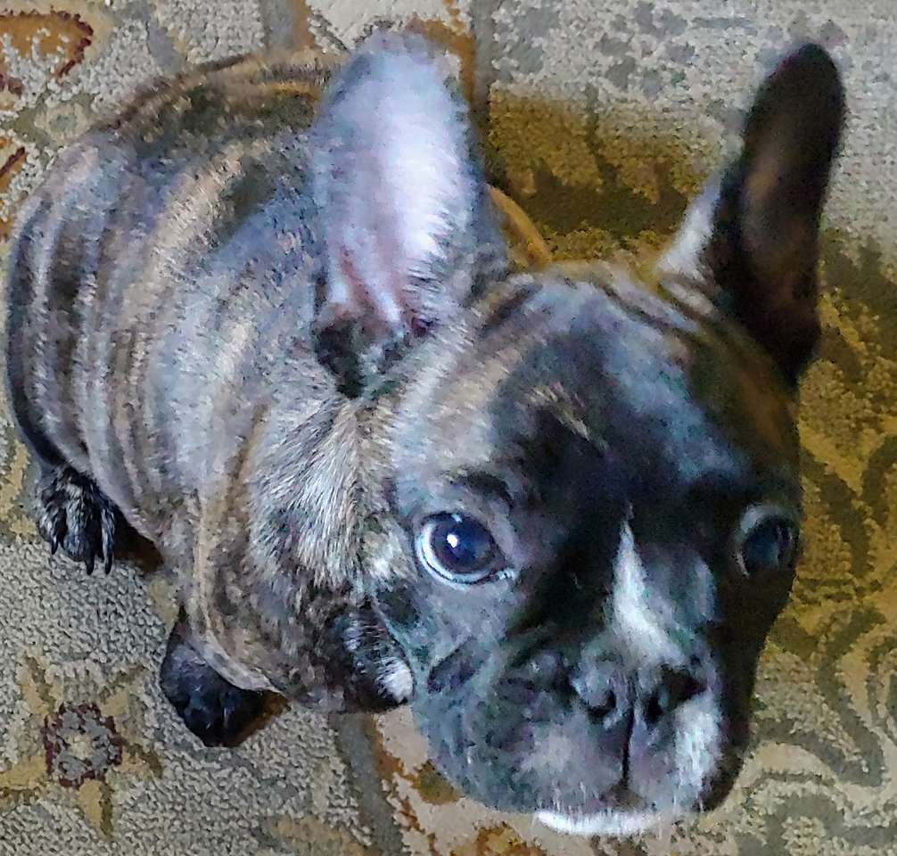French bulldog. online puzzle