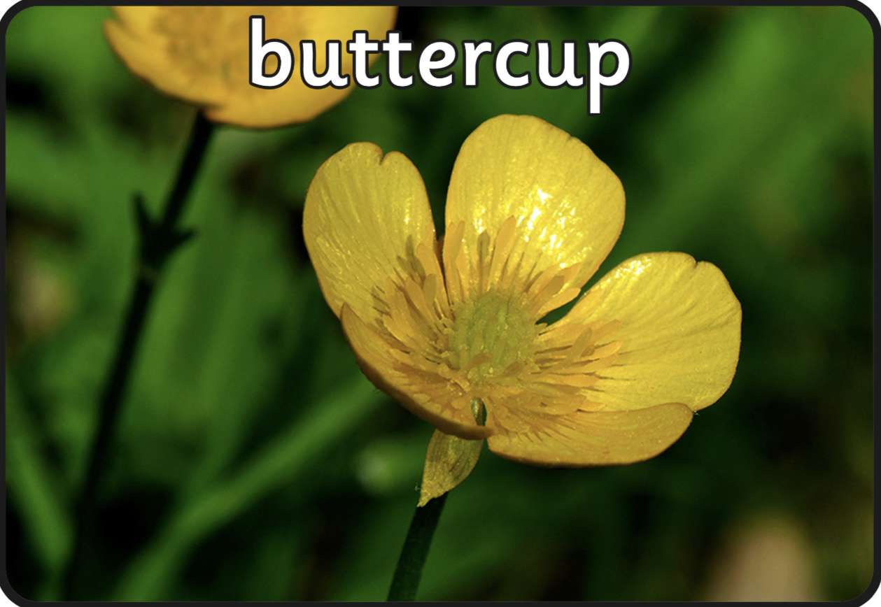 Buttercup puzzle online din fotografie