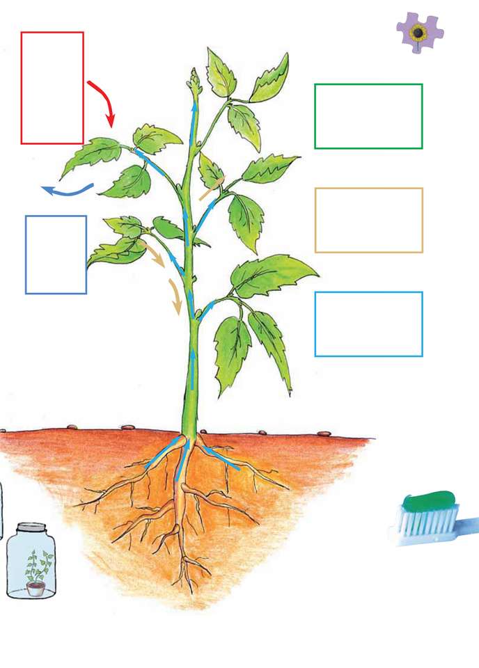 PHOTOSYNTHESIS puzzle online from photo