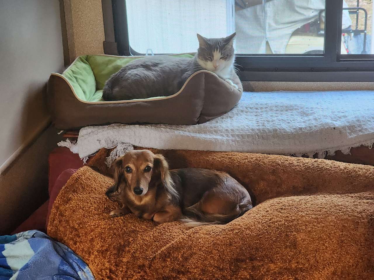 Vår hund och katt Pussel online