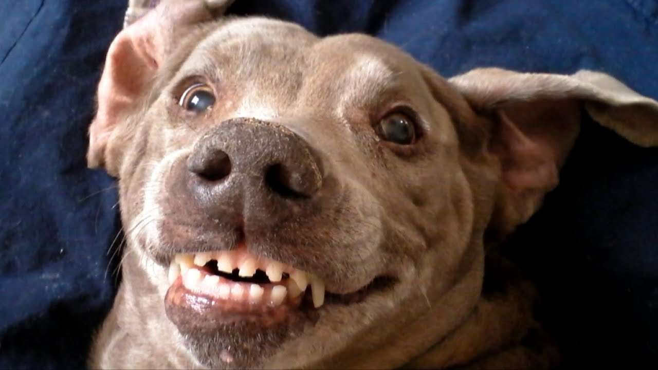 Щаслива собака онлайн пазл