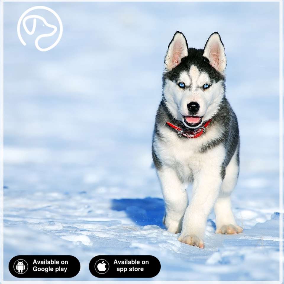 Huskey dog puzzle online from photo