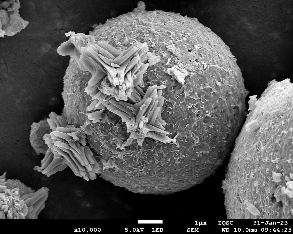 SEM Image Puzzle онлайн пъзел от снимка