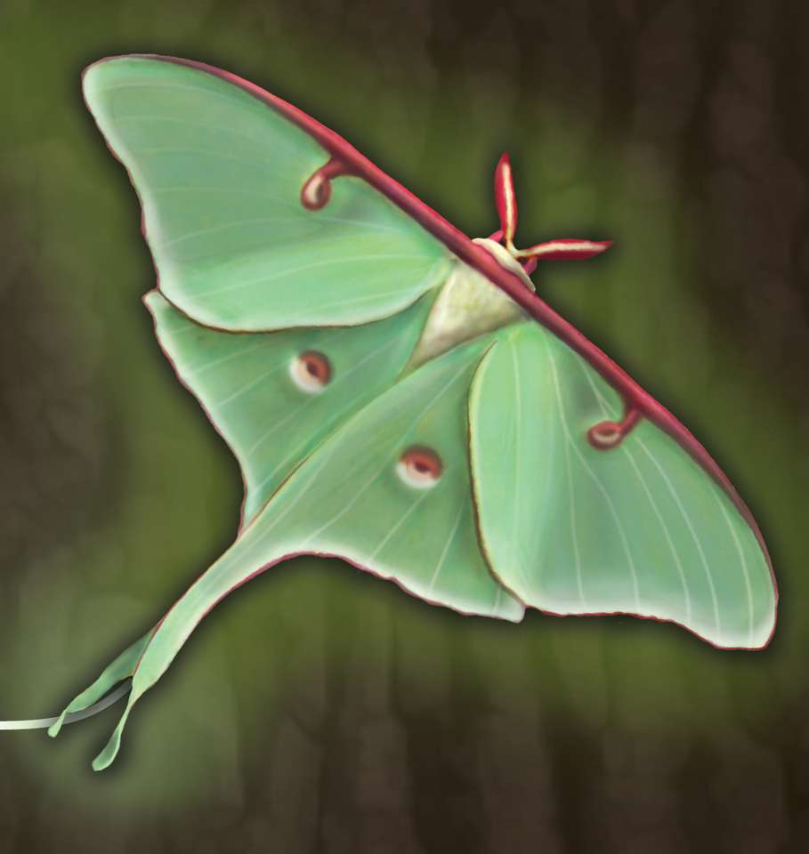 Luna Moth puzzle online from photo