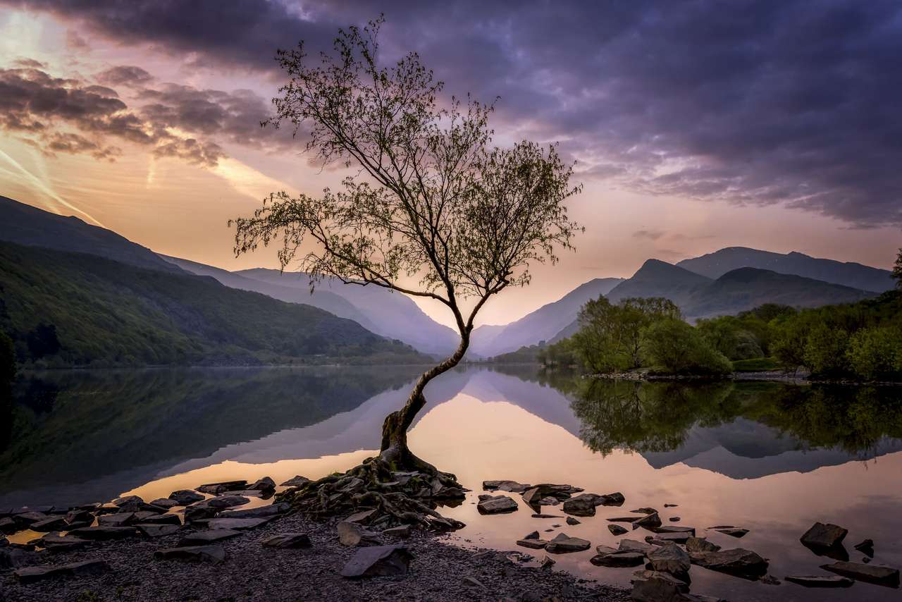 lonely tree online puzzle