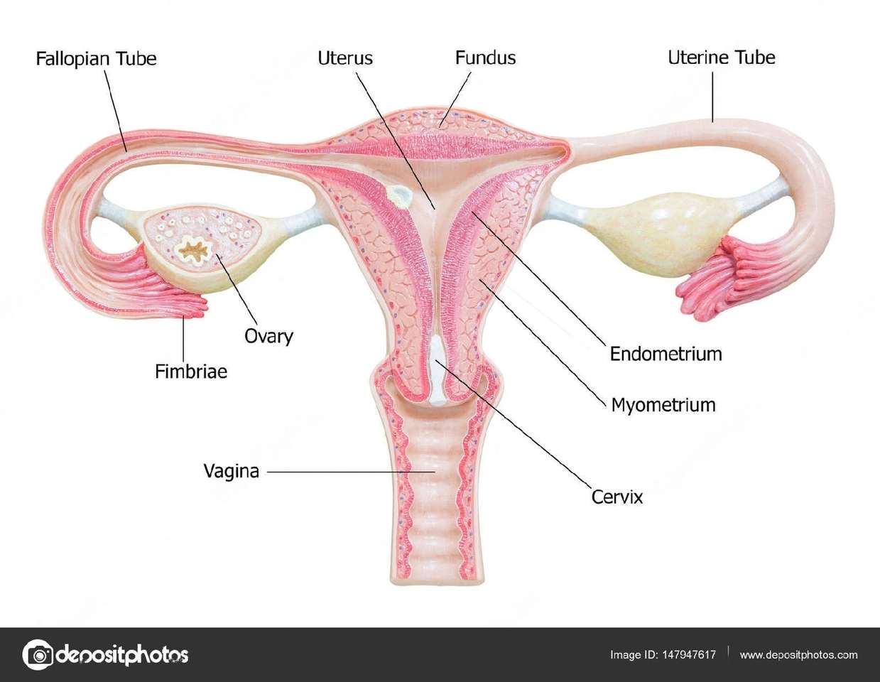 Vrouwelijk voortplantingssysteem online puzzel