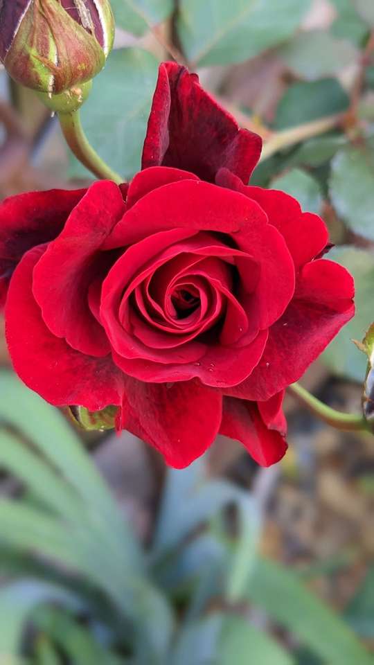 Перша троянда 2023 року скласти пазл онлайн з фото