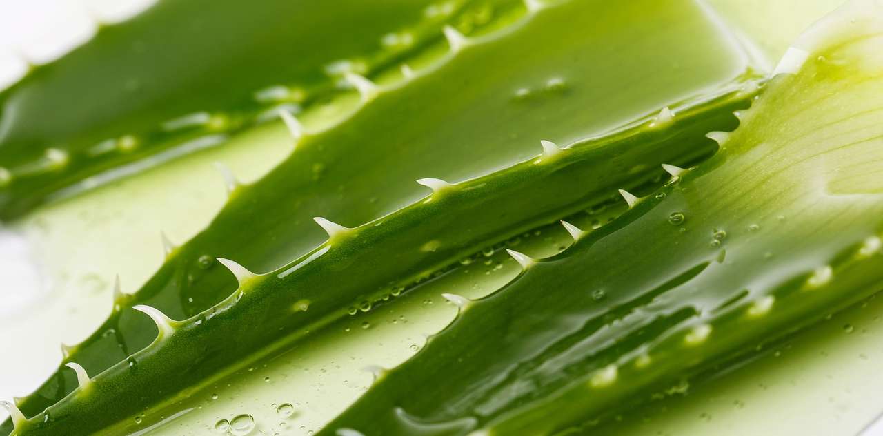 aloe vera puzzle online from photo