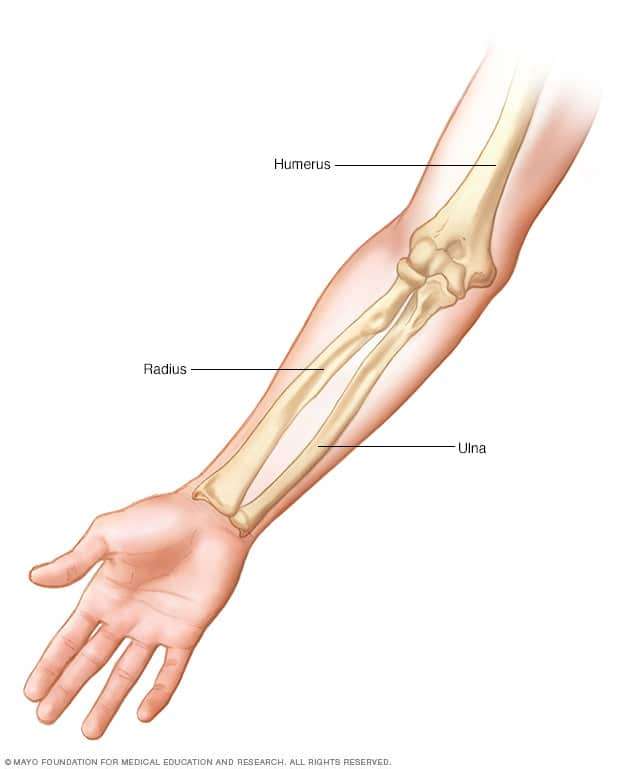 Anatomia unui braț puzzle online