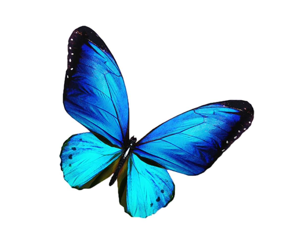 vlinder online puzzel