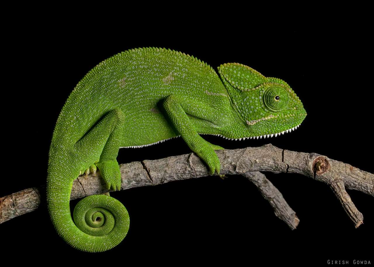 chameleón puzzle online z fotografie