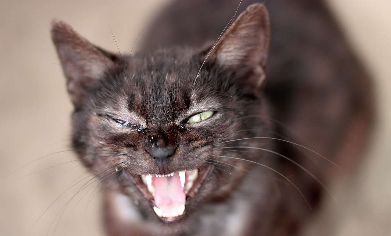 Άσχημη γάτα παζλ online από φωτογραφία