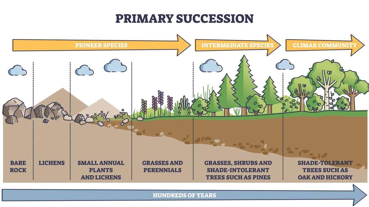 Primary Succession puzzle online from photo