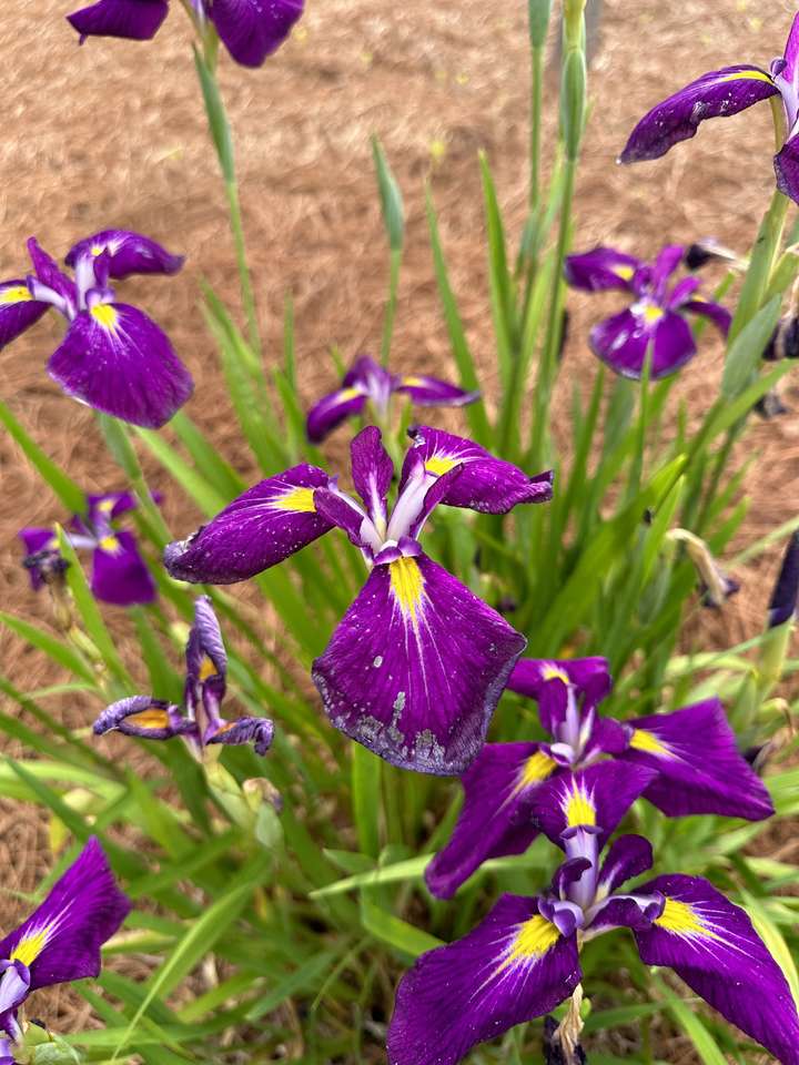 purple flower puzzle online from photo