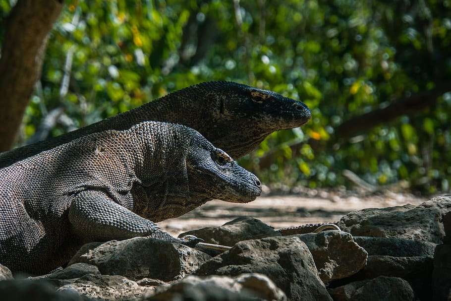 varan komodský puzzle online z fotografie