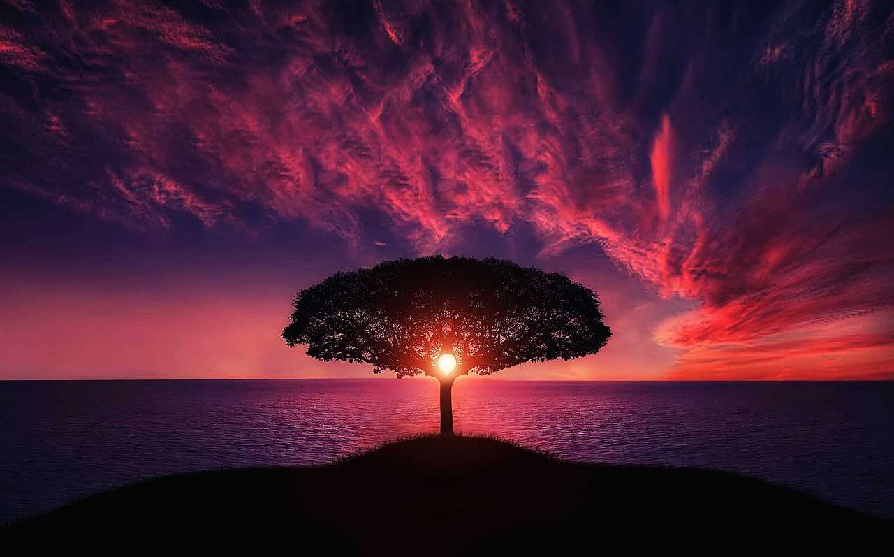 Tree_sunset puzzle online from photo