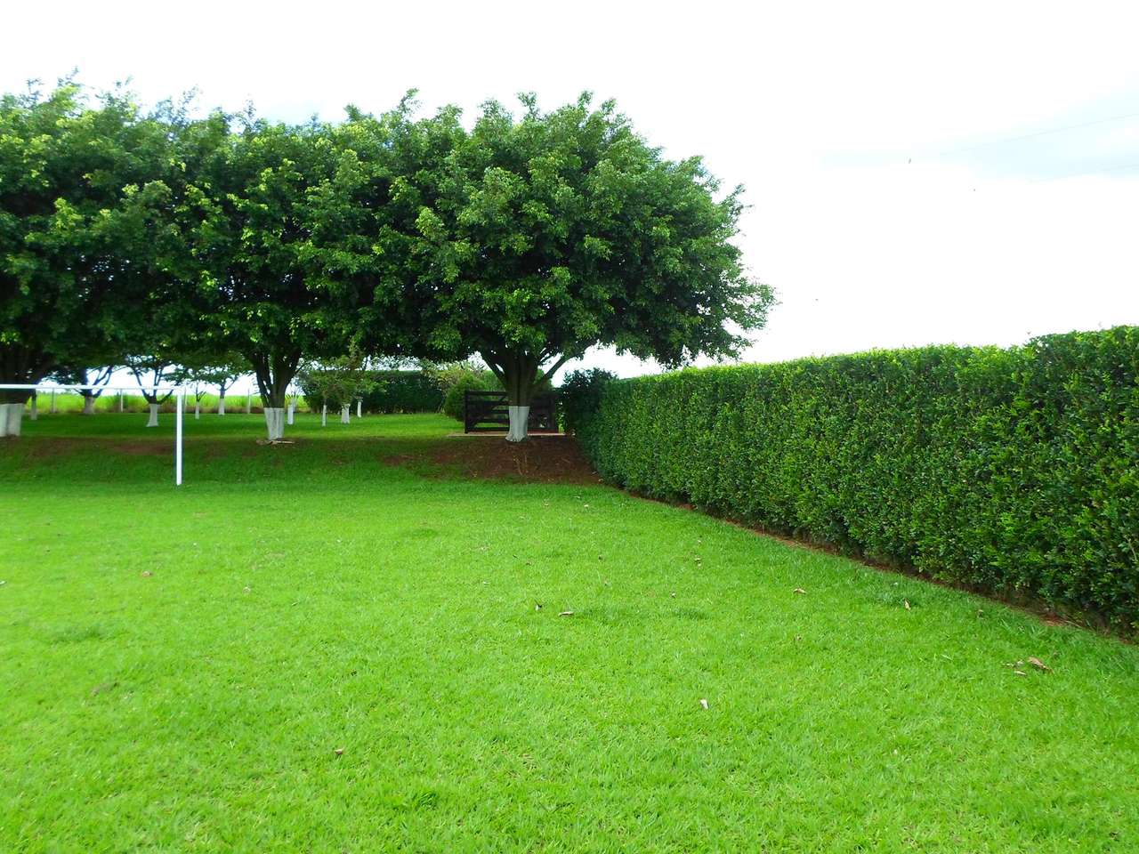 Hedge puzzle online from photo