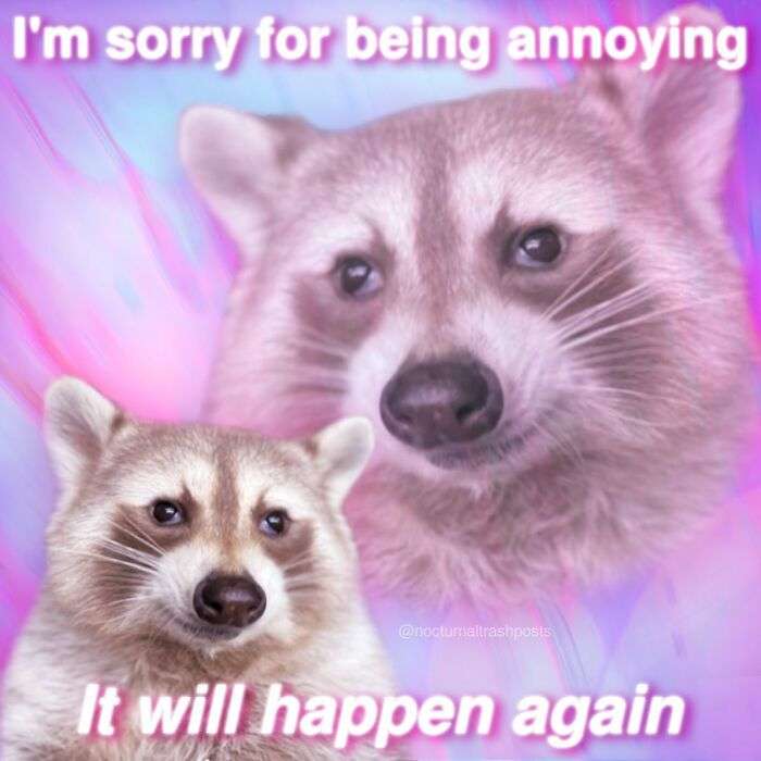 Bästa Raccoon Memes pussel online från foto