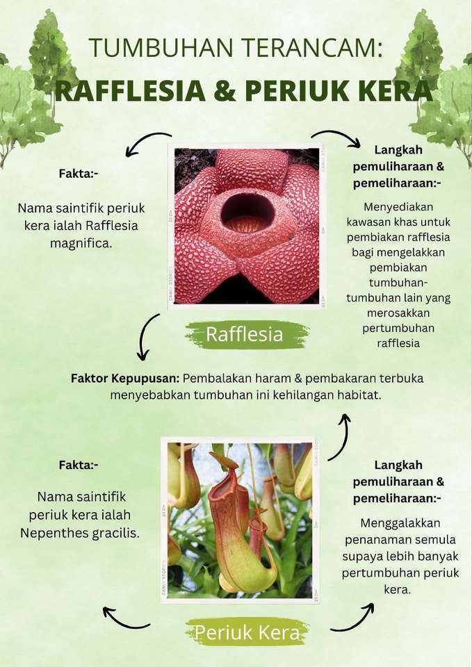 rafflesia puzzle online a partir de foto
