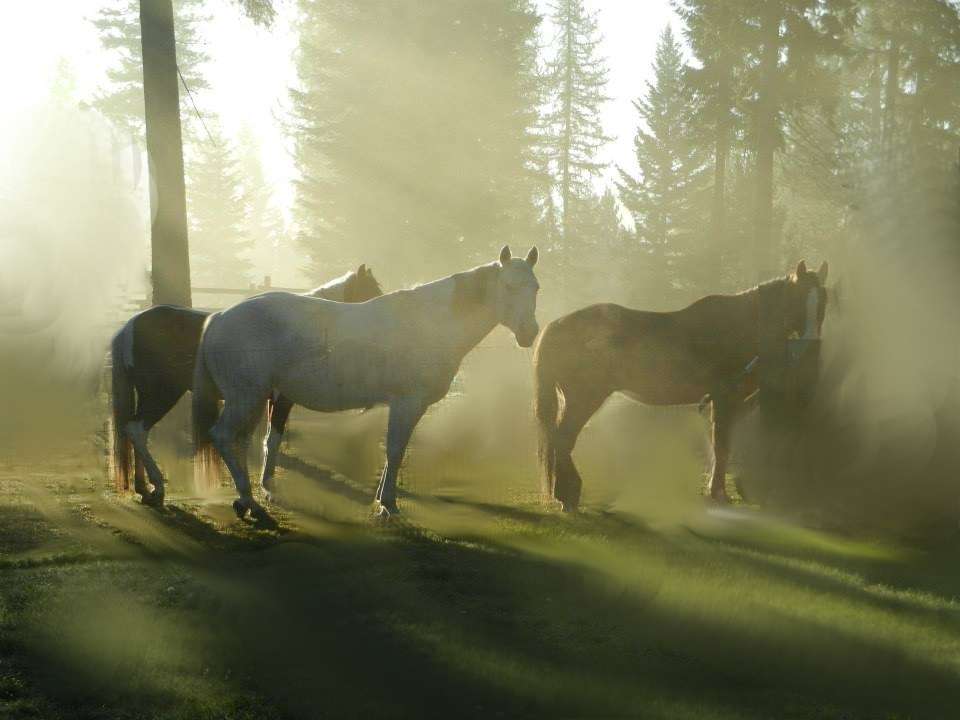 Cavalos na névoa. puzzle online a partir de fotografia