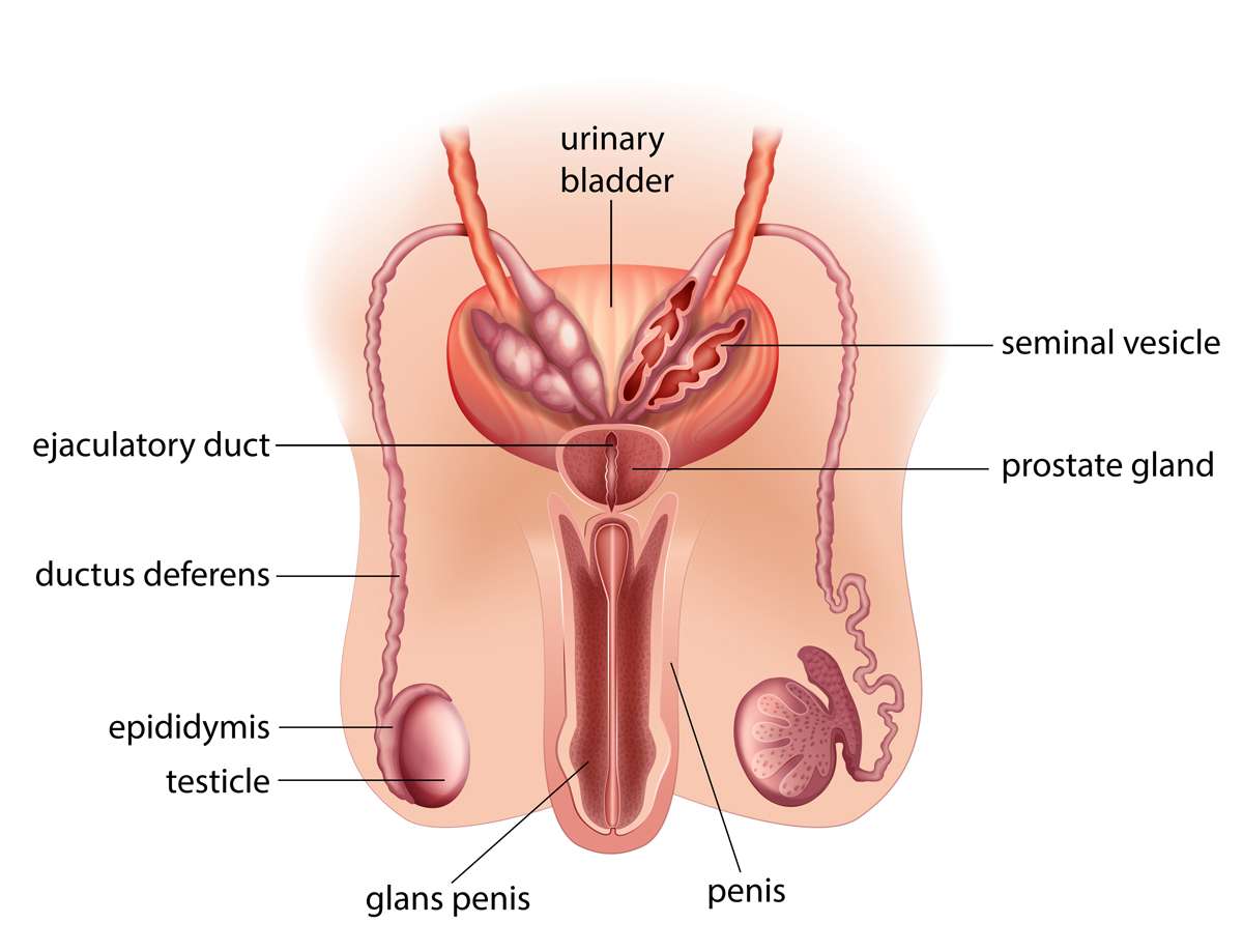 mužský reprodukční systém online puzzle