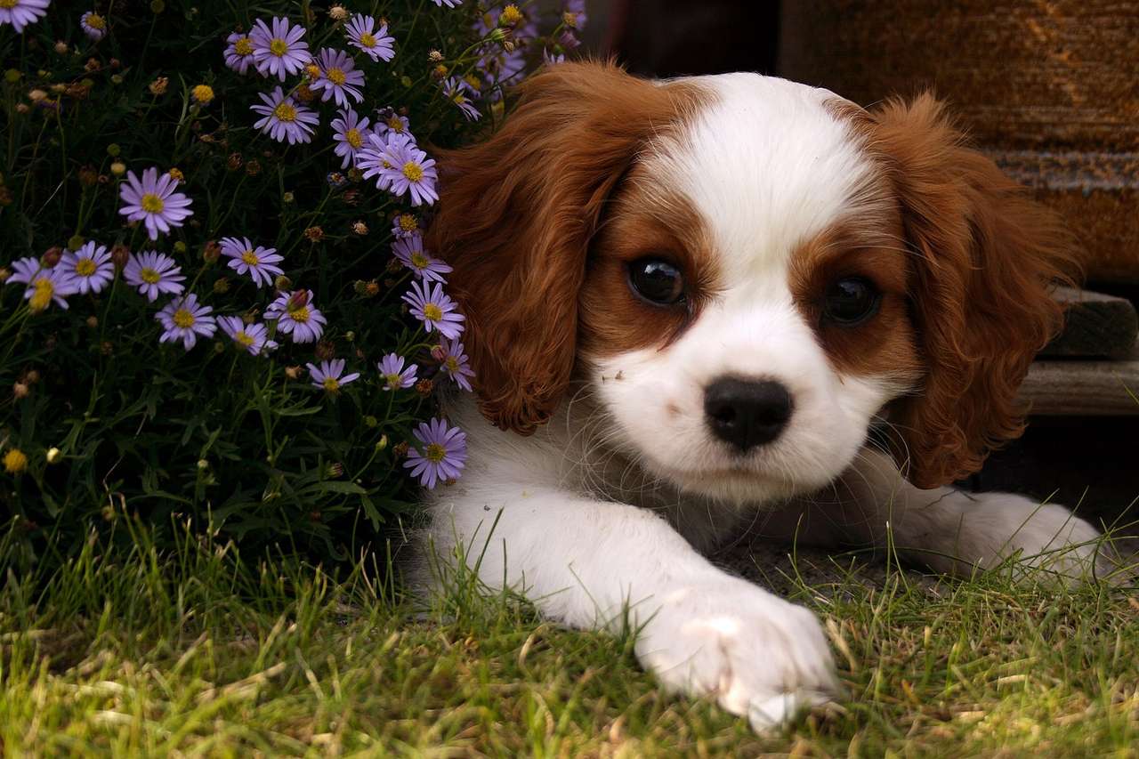 Aranyos kutya kép online puzzle