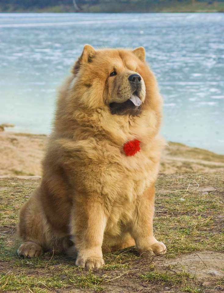 cane chow chow puzzle online