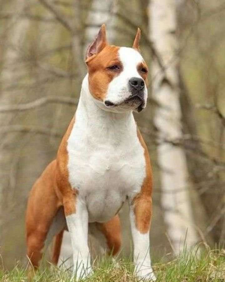 Порода собак пазл онлайн из фото
